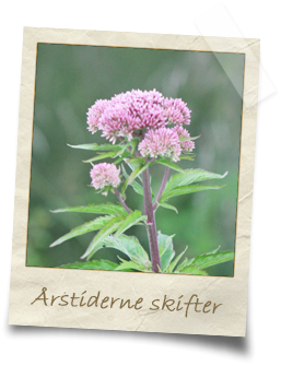 aarstiderne-skifter