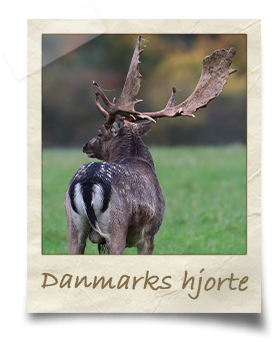 danmarks hjorte