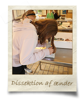 dissektion-af-ænder