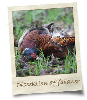 dissektion-af-fasan