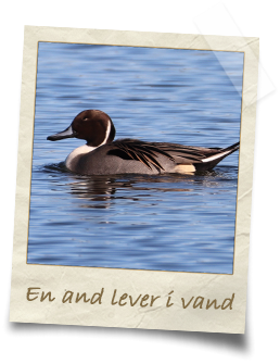en-and-lever-i-vand