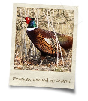 fasanen-udenpå-og-indeni