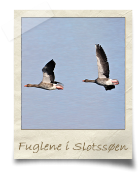 fugle i slotssøen