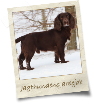 jagthundens-arbejde