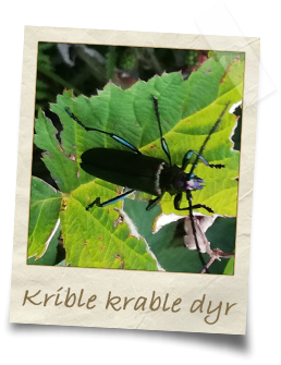 krible krable dyr