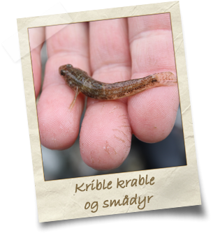 krible-krable-og-smådyr