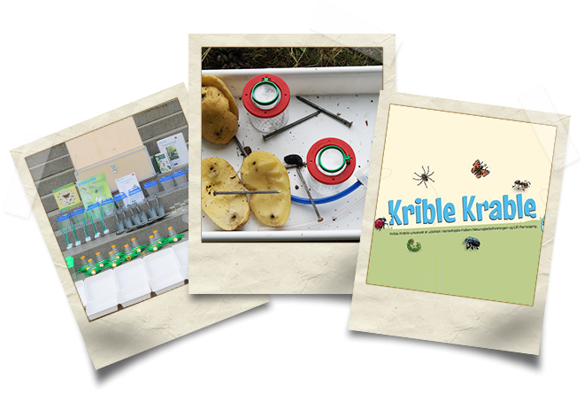 krible-krable
