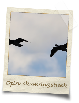 oplev-skumringstræk