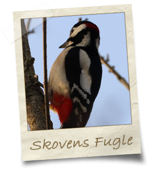 skovens-fugle_2