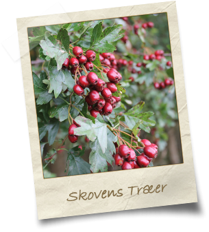 skovens-træer