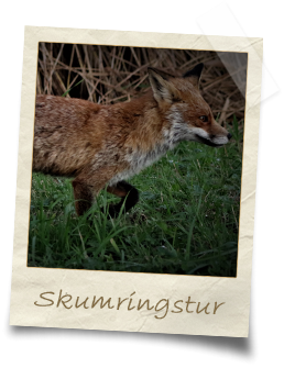 skumringstur_3
